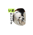 momo everyday（個別スタンプ：13）