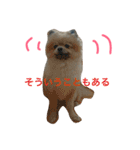 きなぽこぽんぽんぽん 待望の2作目！（個別スタンプ：1）