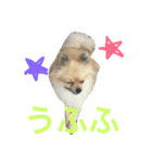 きなぽこぽんぽんぽん 待望の2作目！（個別スタンプ：4）