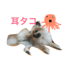 きなぽこぽんぽんぽん 待望の2作目！（個別スタンプ：5）
