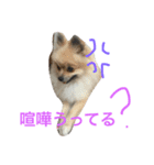 きなぽこぽんぽんぽん 待望の2作目！（個別スタンプ：9）