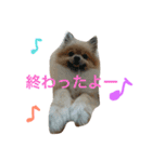 きなぽこぽんぽんぽん 待望の2作目！（個別スタンプ：13）