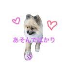 きなぽこぽんぽんぽん 待望の2作目！（個別スタンプ：16）