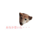 TANAKaaa（個別スタンプ：33）