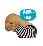 トイプードルのてっくん（個別スタンプ：4）