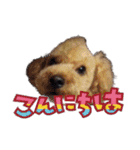 トイプードルのてっくん（個別スタンプ：6）