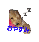 トイプードルのてっくん（個別スタンプ：11）