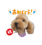 トイプードルのてっくん（個別スタンプ：13）