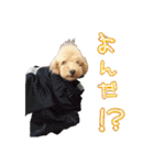 トイプードルのてっくん（個別スタンプ：20）