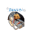 トイプードルのてっくん（個別スタンプ：28）