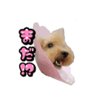 トイプードルのてっくん（個別スタンプ：31）