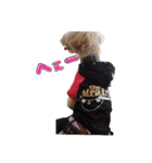 トイプードルのてっくん（個別スタンプ：32）