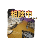 亀のメロン（個別スタンプ：1）