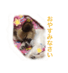 佐藤家のレオくん（個別スタンプ：11）