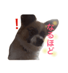佐藤家のレオくん（個別スタンプ：14）