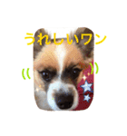 佐藤家のレオくん（個別スタンプ：16）
