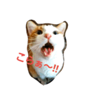 まりも猫（個別スタンプ：1）