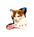 まりも猫（個別スタンプ：2）