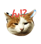 まりも猫（個別スタンプ：3）