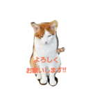 まりも猫（個別スタンプ：4）
