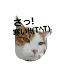 まりも猫（個別スタンプ：5）