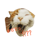 まりも猫（個別スタンプ：7）