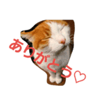 まりも猫（個別スタンプ：8）