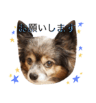 あびりむさら（個別スタンプ：1）