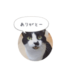 メロンちゃんとお話し。（個別スタンプ：3）