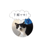 メロンちゃんとお話し。（個別スタンプ：4）