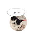 メロンちゃんとお話し。（個別スタンプ：5）