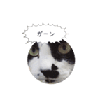 メロンちゃんとお話し。（個別スタンプ：8）