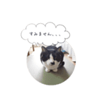 メロンちゃんとお話し。（個別スタンプ：11）