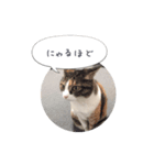 メロンちゃんとお話し。（個別スタンプ：13）