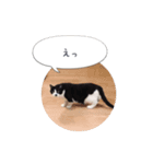 メロンちゃんとお話し。（個別スタンプ：14）