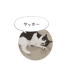 メロンちゃんとお話し。（個別スタンプ：16）