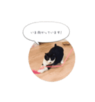 メロンちゃんとお話し。（個別スタンプ：19）