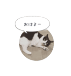 メロンちゃんとお話し。（個別スタンプ：22）