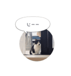 メロンちゃんとお話し。（個別スタンプ：23）