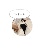メロンちゃんとお話し。（個別スタンプ：24）