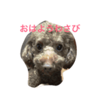 わさびの日常生活スタイル（個別スタンプ：1）