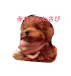 わさびの日常生活スタイル（個別スタンプ：7）