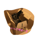 うさぎのつぶらちゃん（個別スタンプ：2）