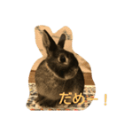 うさぎのつぶらちゃん（個別スタンプ：4）