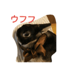 うさぎのつぶらちゃん（個別スタンプ：9）