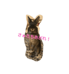 うさぎのつぶらちゃん（個別スタンプ：15）