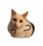 kawaiidoubututati（個別スタンプ：1）