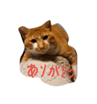 kawaiidoubututati（個別スタンプ：2）
