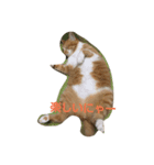 kawaiidoubututati（個別スタンプ：3）