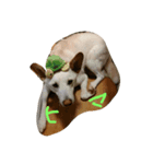 kawaiidoubututati（個別スタンプ：4）